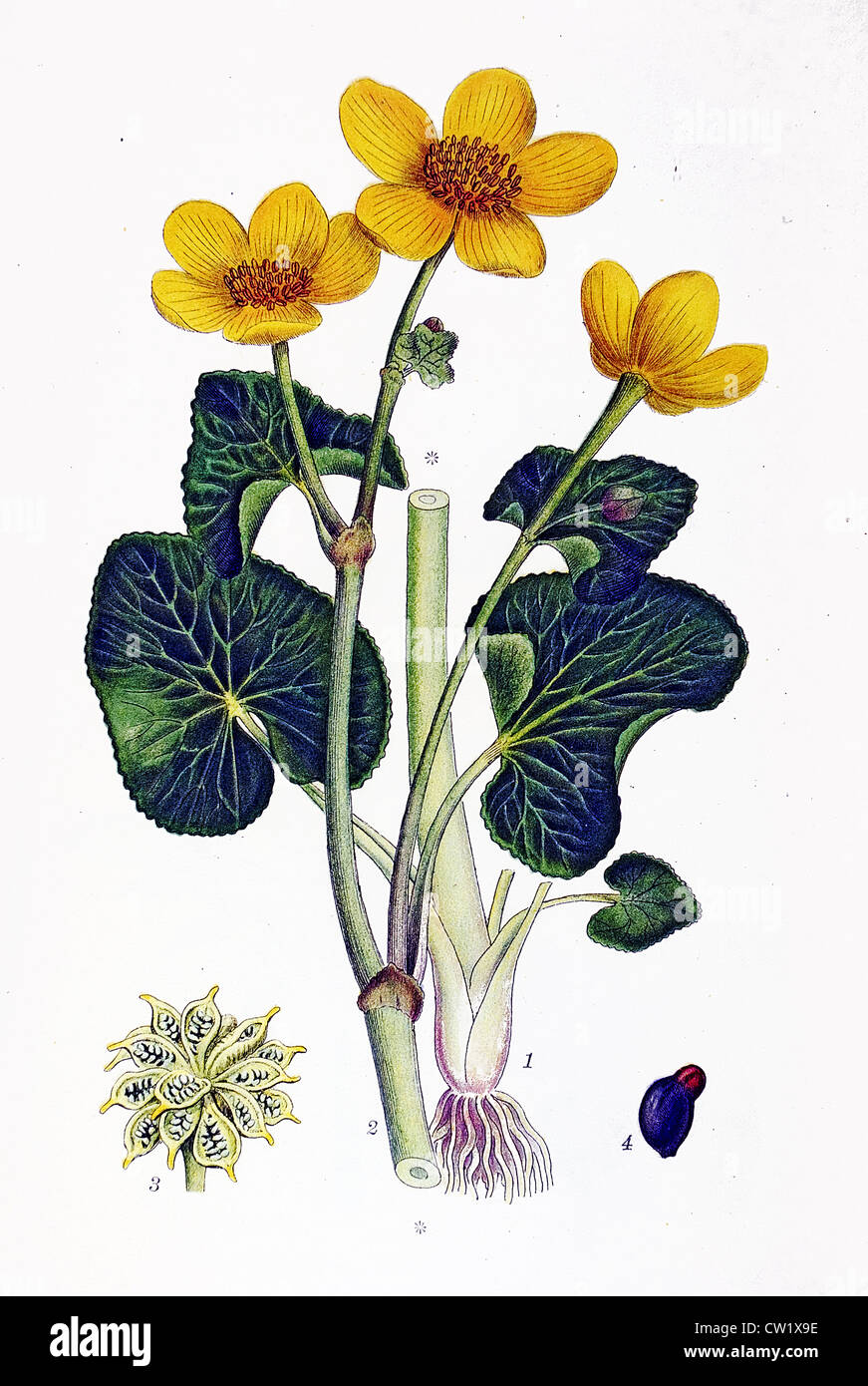 Die Marsh-marigold Stockfoto