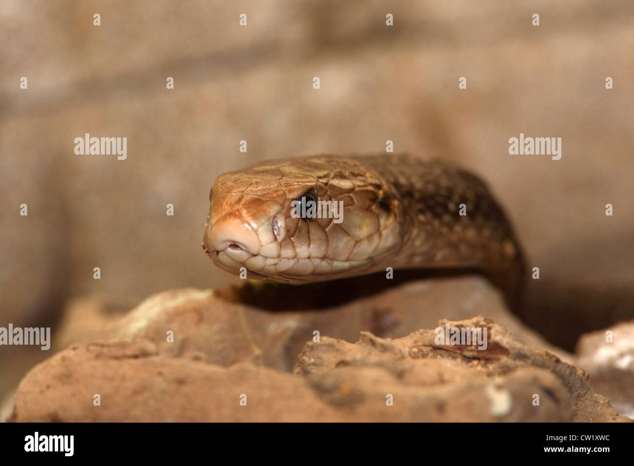 Eine australische King Brown Snake oder Mulga Snake, Pseudechis Australis. Auch bekannt als Pilbara Cobra. Stockfoto