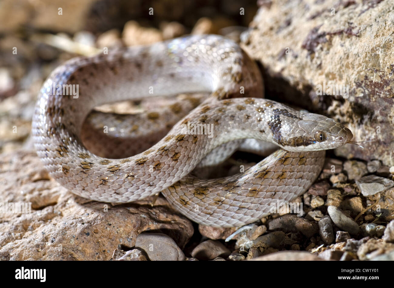 Texas Nightsnake, (Hypsiglena Jani Torquata), NM Highway 1, Socorro county New Mexico, USA. Stockfoto