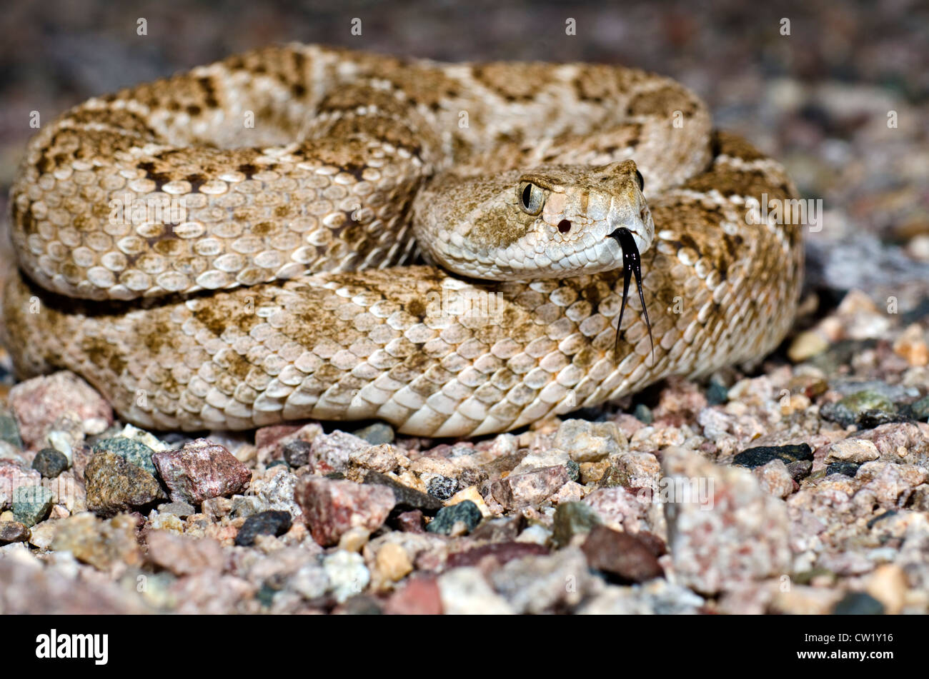 Western Diamond-backed Klapperschlange, (Crotalus Atrox), in der Nähe von Wickenburg, Yavapai County, Arizona, USA. Stockfoto