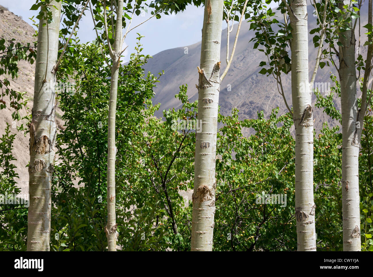 Landschaft mit Pappeln vor Aprikose Obstgarten, Oburdan, Tadschikistan. Stockfoto