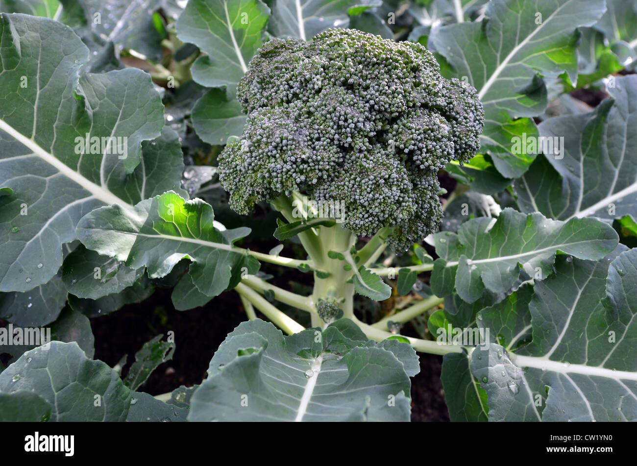 Brokkoli Pflanze Im Garten Stockfoto Bild 49830844 Alamy