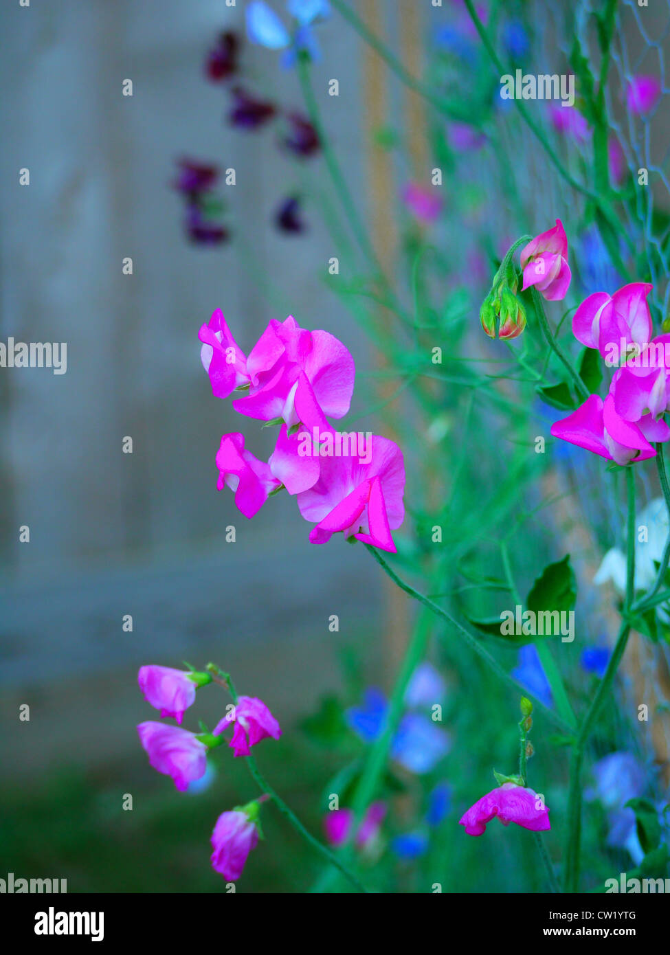 Sweetpeas und süßen Erbsen - Lathyrus Odoratus Stockfoto