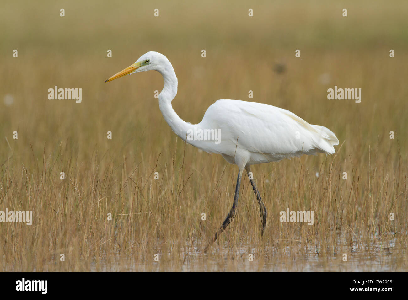 Silberreiher Ardea Alba Camp Lane bündelt Grimley Worcester Stockfoto