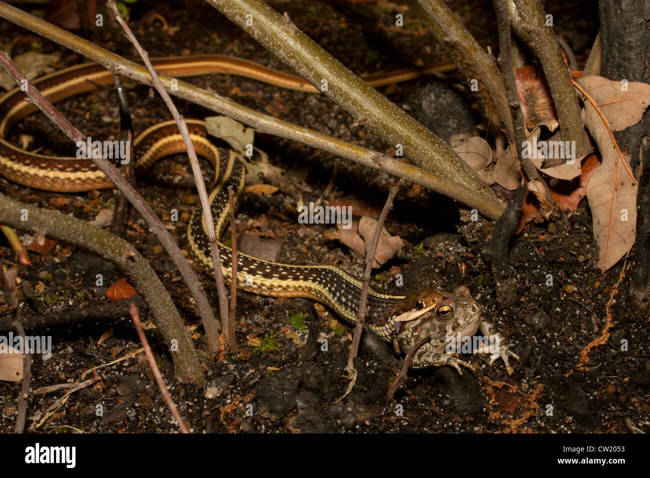 Ribbon Schlange (Thamnophis Sauritus) Essen eine Fowlers Kröte (Anaxyrus (Bufo) Fowleri) Stockfoto