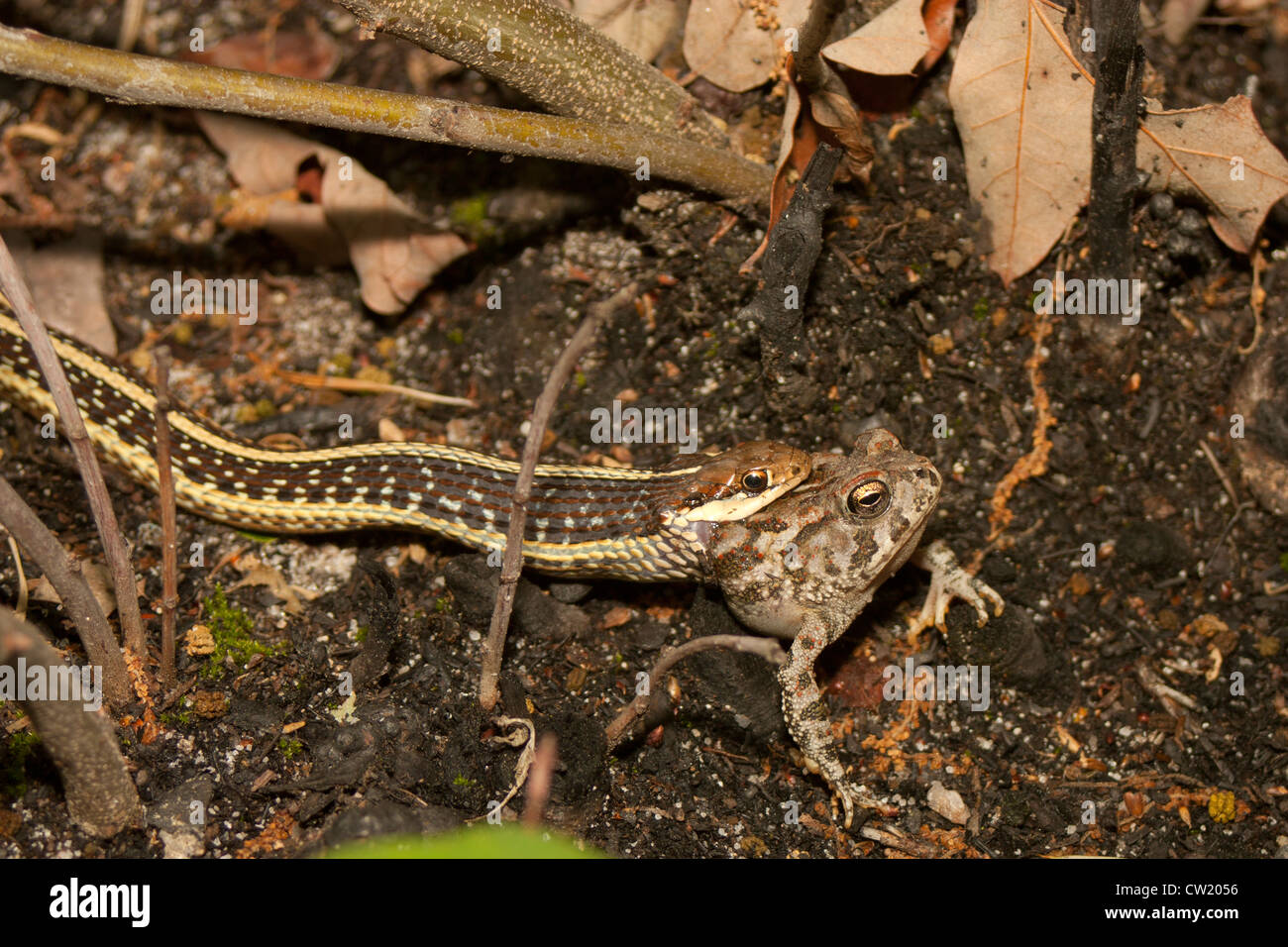 Ribbon Schlange (Thamnophis Sauritus) Essen eine Fowlers Kröte (Anaxyrus (Bufo) Fowleri) Stockfoto