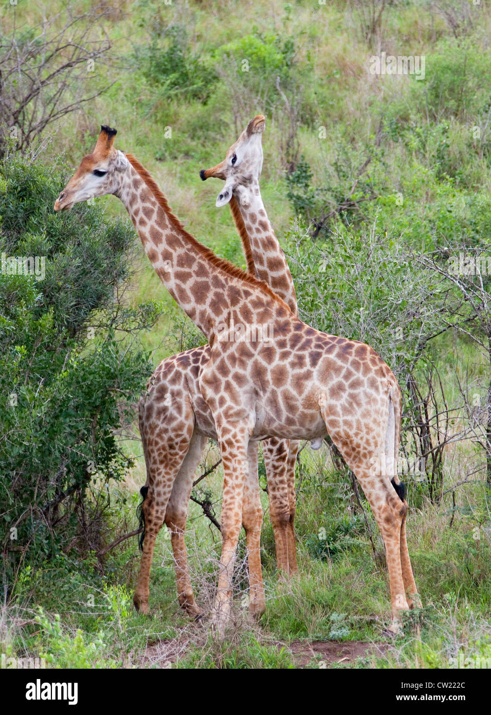 wildes Tier in Südafrika Stockfoto