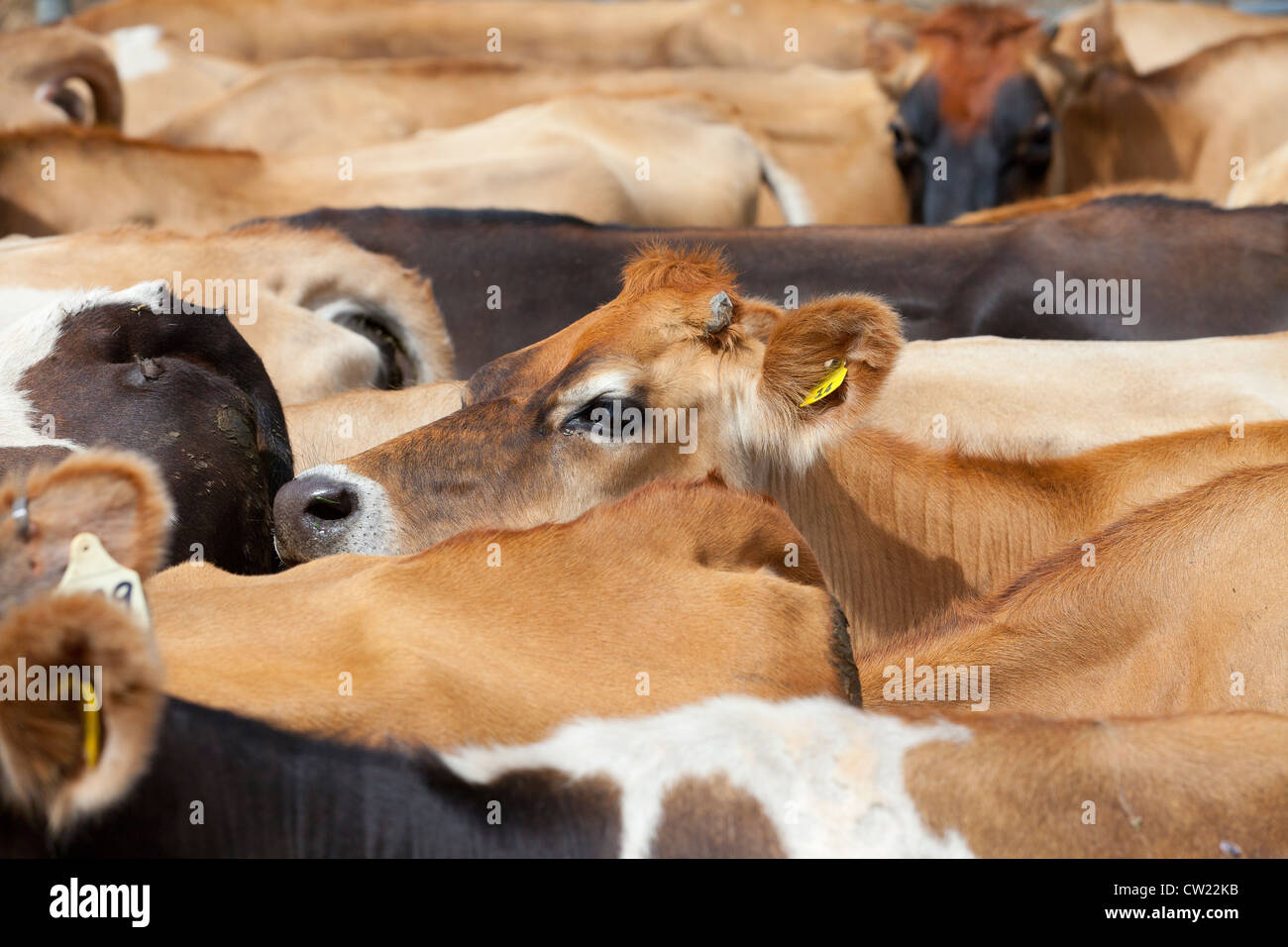 Viehzucht in Neuseeland Stockfoto