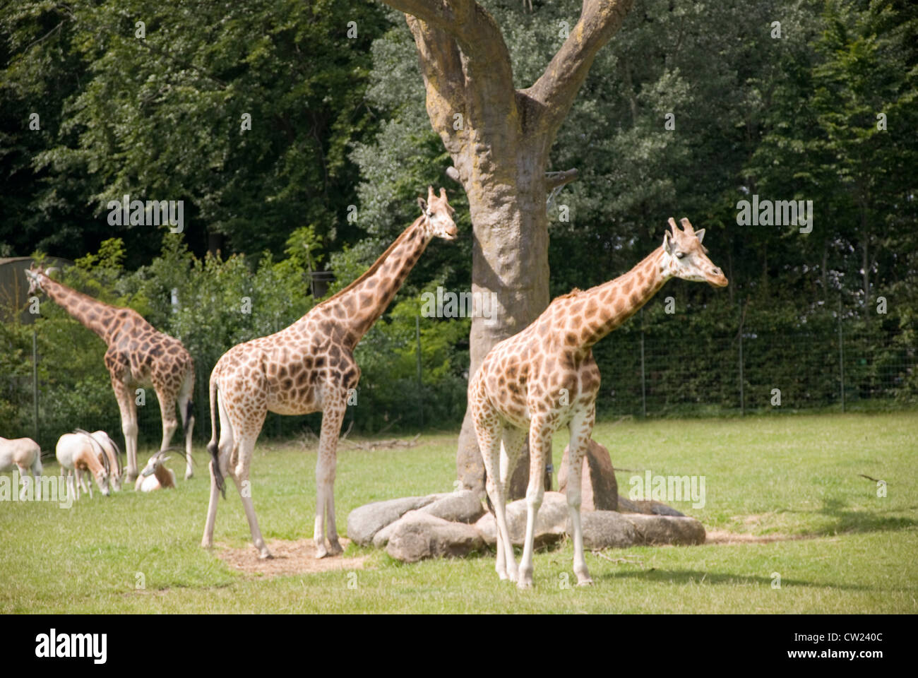 Die Giraffen der Aalborg Zoo, genießen Sie ein bisschen Sonnenschein Stockfoto