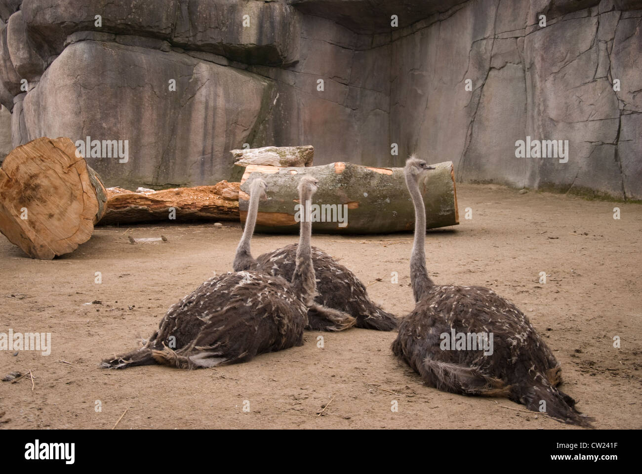 Die Strauß-Familie von Aalborg Zoo, in der Sonne entspannen Stockfoto