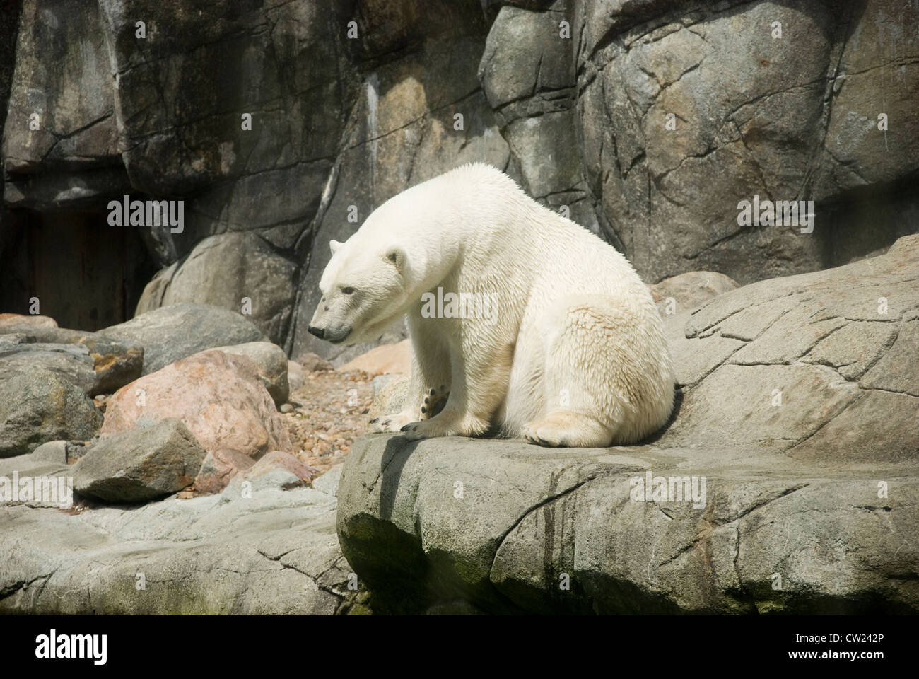 Der große männliche Eisbär der Aalborg Zoo, genießen Sie ein bisschen Sonnenschein Stockfoto