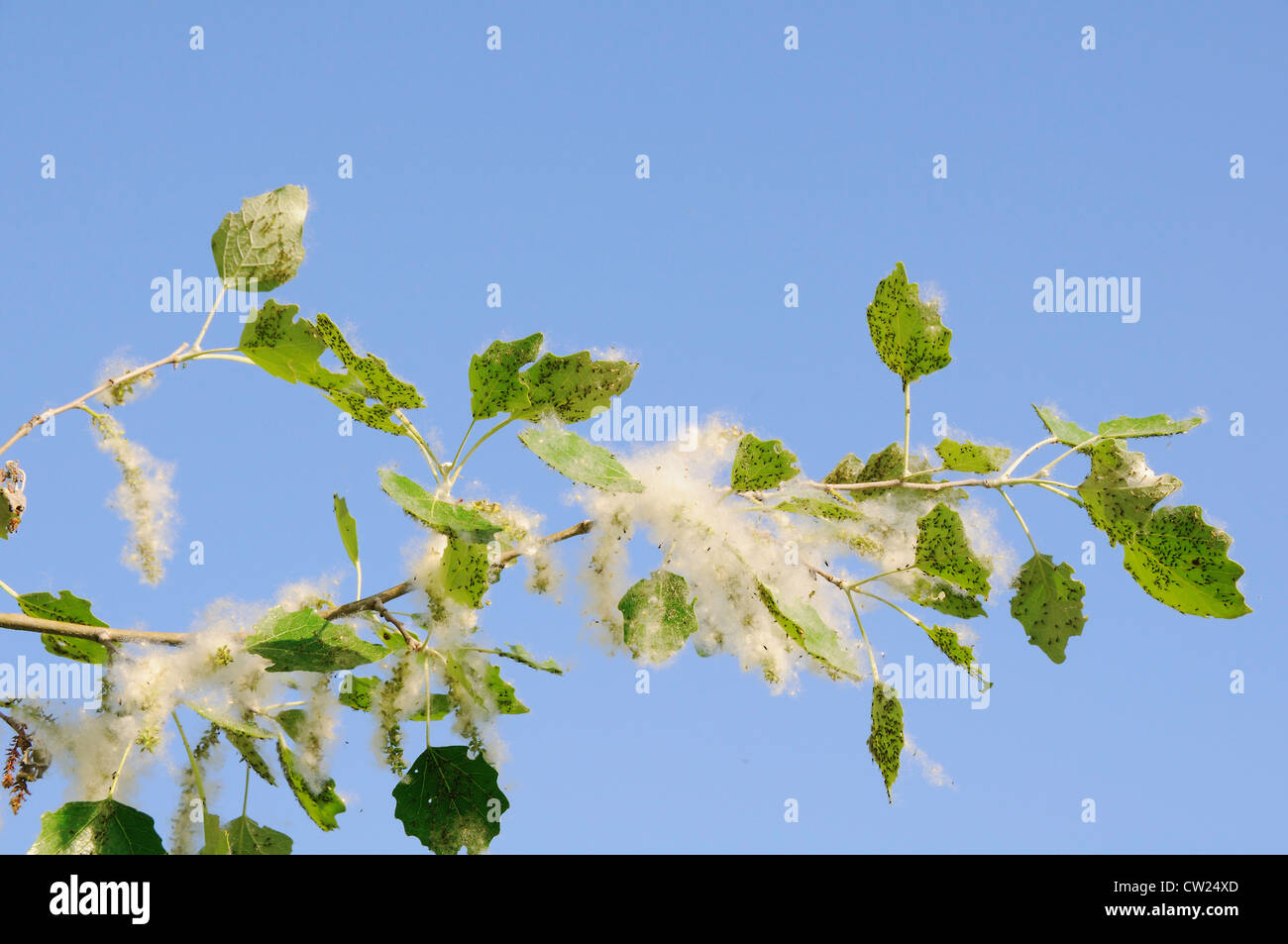 Verdeckter flaum Fotos und Bildmaterial in hoher Auflösung Alamy