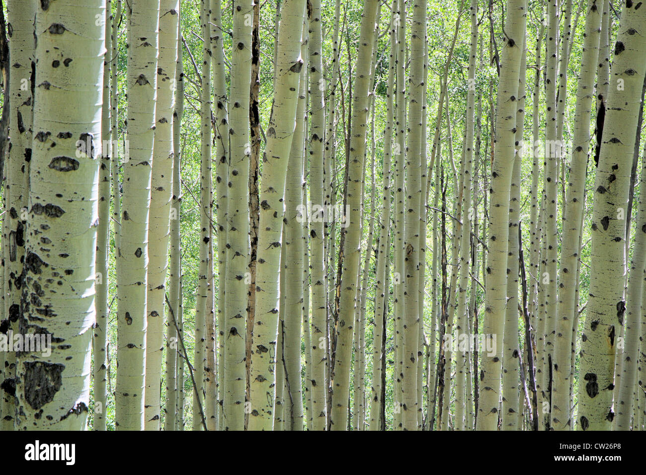 Espen Augen, Colorado, USA Stockfoto