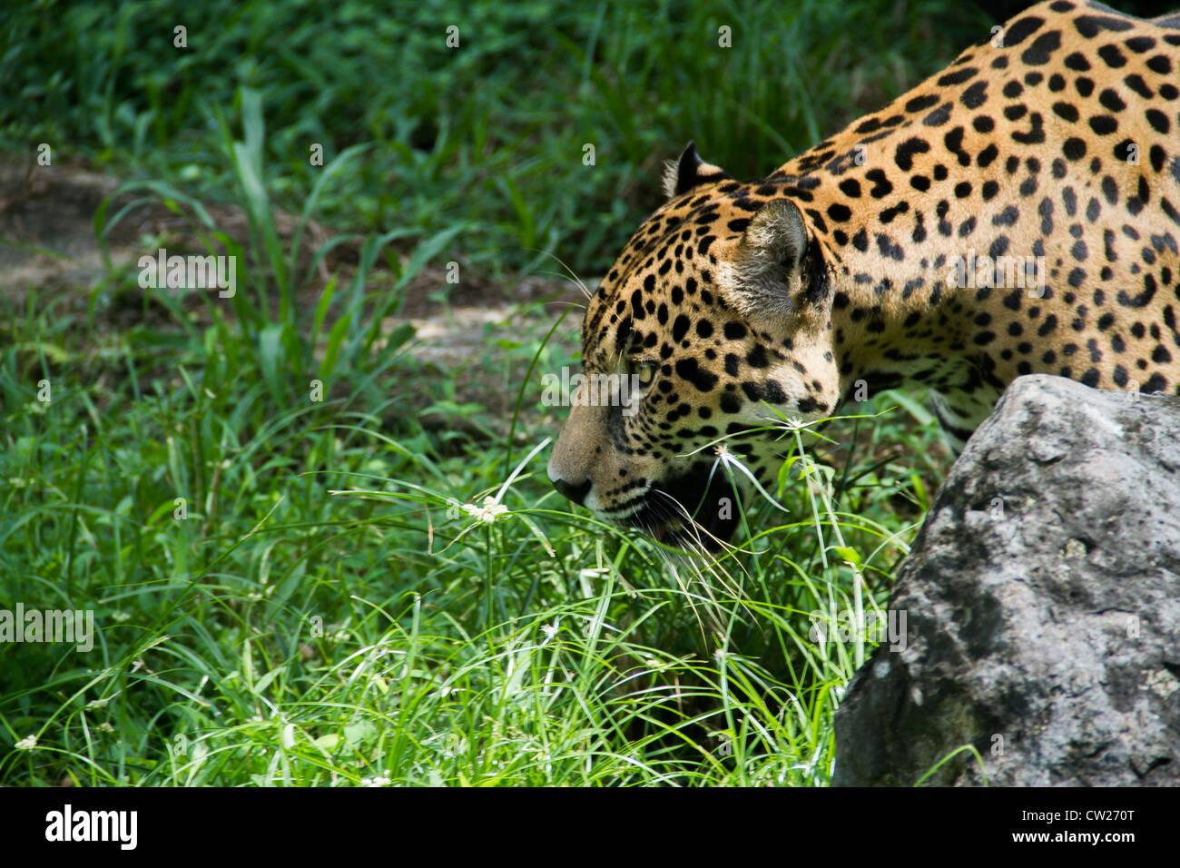 Amerikanischen Jaguar, Panthera Onca. Gipfel von Gärten, Gamboa, Republik Panama, Mittelamerika Stockfoto