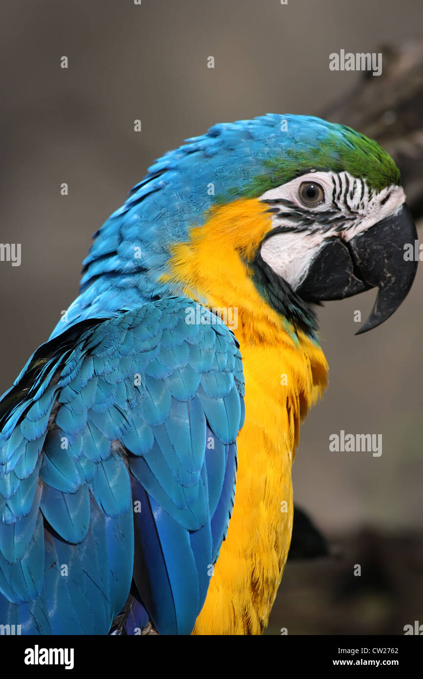 Blaue und gelbe Aras (Ara Ararauna) Stockfoto