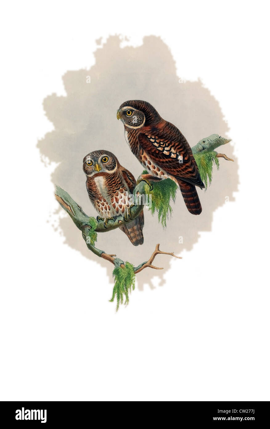 Illustration der Kragen Owlet (Glaucidium Brodiei), gefunden in Afghanistan, Bangladesch, Bhutan, Brunei, Kambodscha, China, Indien Stockfoto