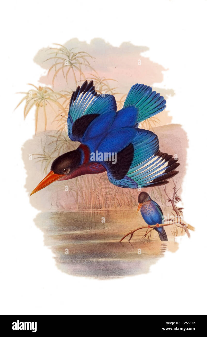 Illustration der bunten Eisvogel, halcyon omnicolor Stockfoto