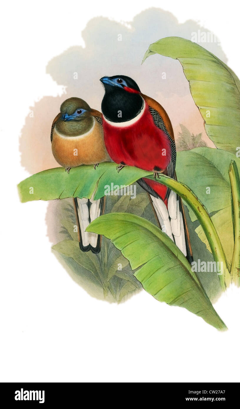 Illustration der rot-Himalaja-Trogon (Harpactes Kasumba) gefunden in Brunei, Indonesien, Malaysia, Singapur und Thailand. Stockfoto