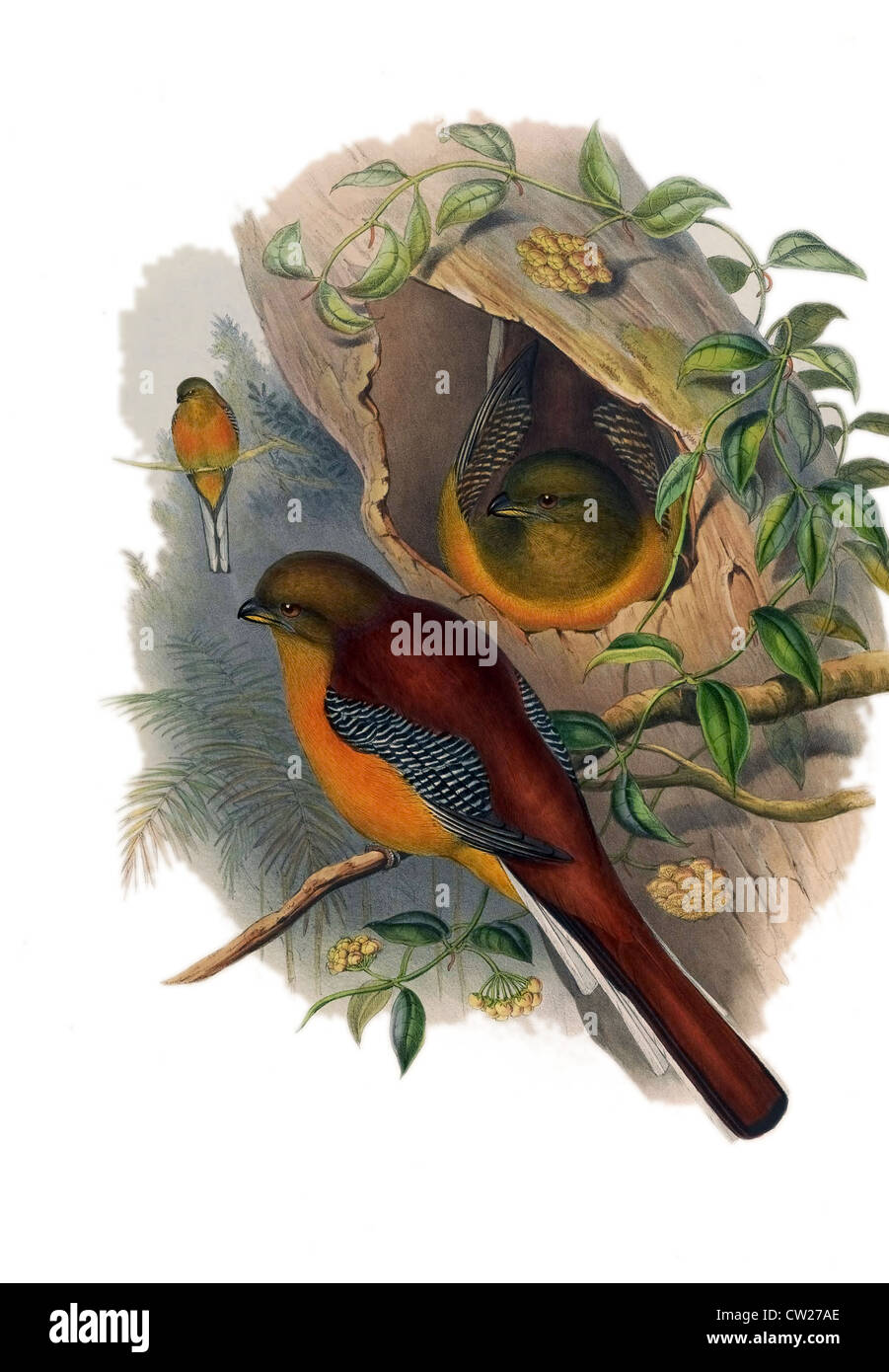 Illustration des Orange-breasted Trogon (Harpactes Oreskios) Stockfoto