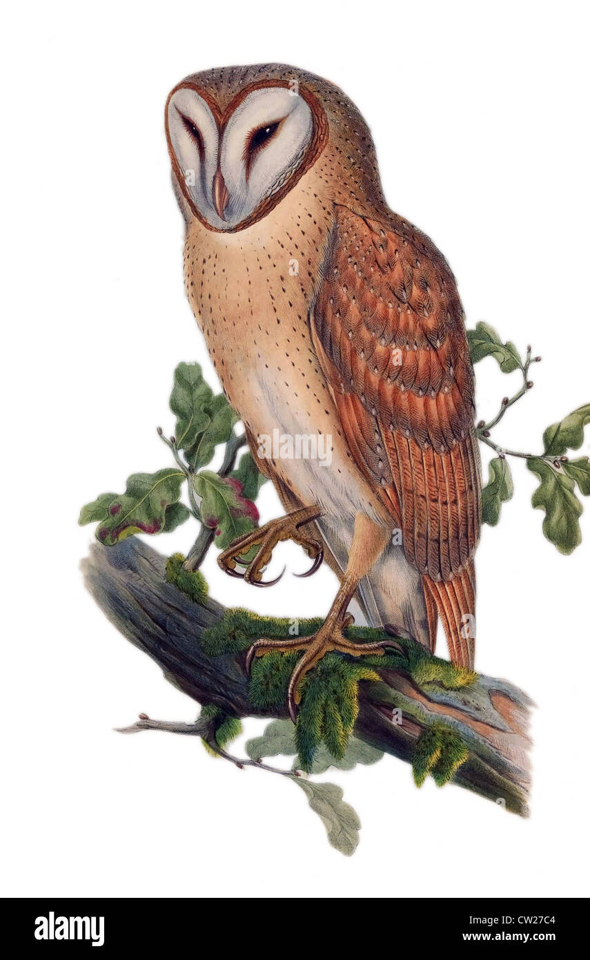 Abbildung einer großen asiatischen Eule - Strix Indica - von John Gould Stockfoto