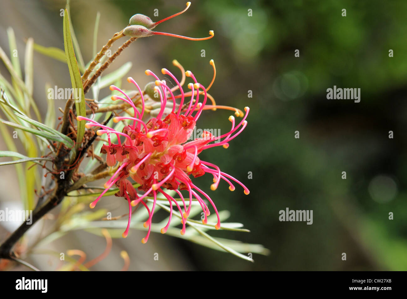 Olive Grevillea oder Grevillea Olivacea in einer botanischen Parc inAustralia Stockfoto