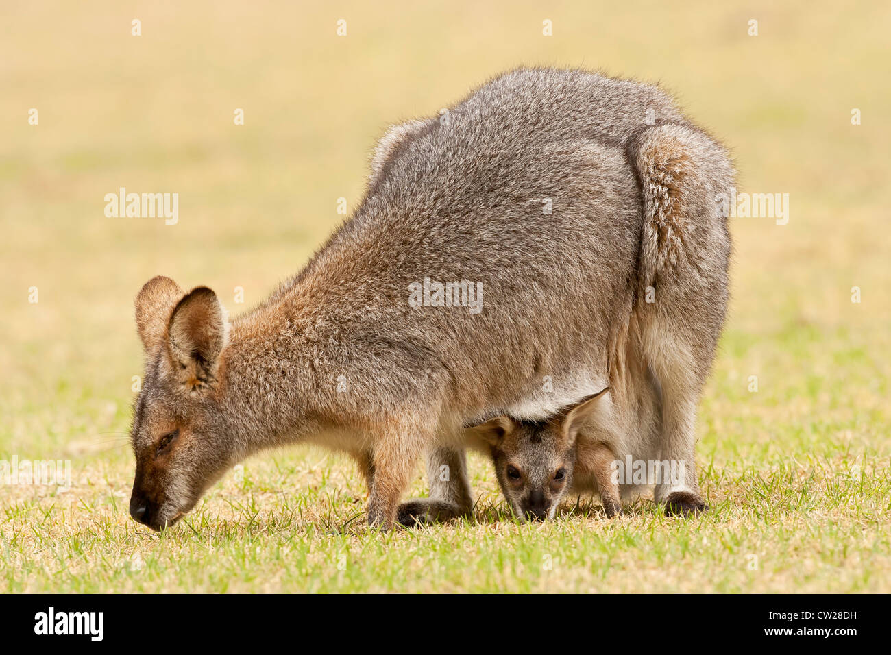 Red-necked Wallaby (Macropus Rufogriseus) Erwachsenfrau mit Joey im Beutel, beide Fütterung auf Rasen, Queensland, Australien Stockfoto
