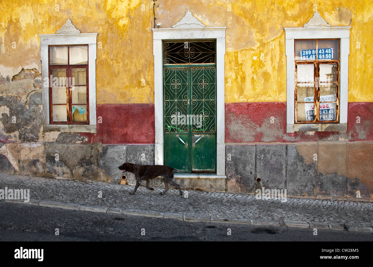 Hund, vorbei an einem heruntergekommenen Haus zum Verkauf in Stadt von Estoi, in der Nähe von Faro, Algarve, Portugal Stockfoto