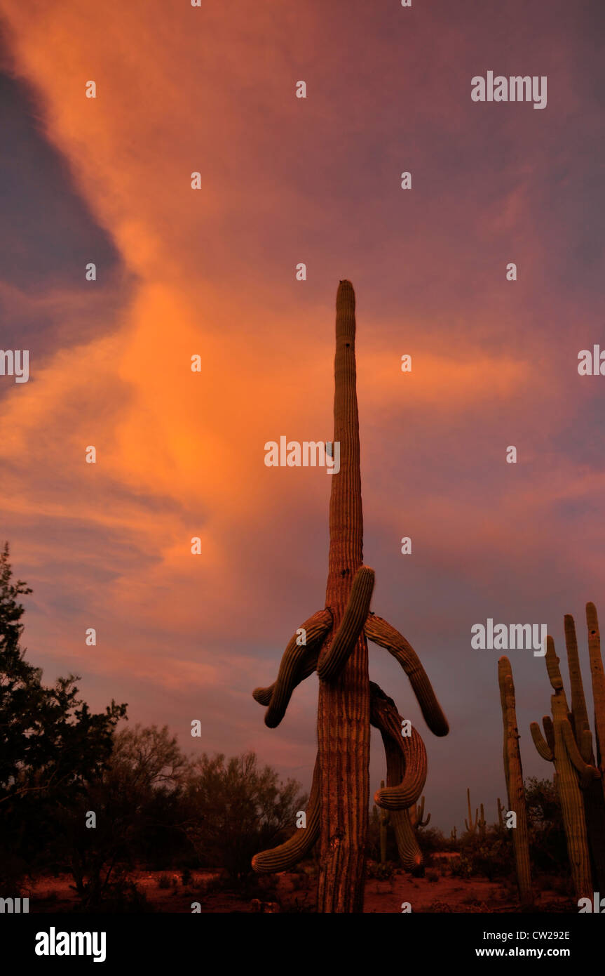 Ironwood Forest Nationalmonument bei Sonnenuntergang in der Sonora-Wüste in der Nähe von Eloy, Arizona, USA. Stockfoto