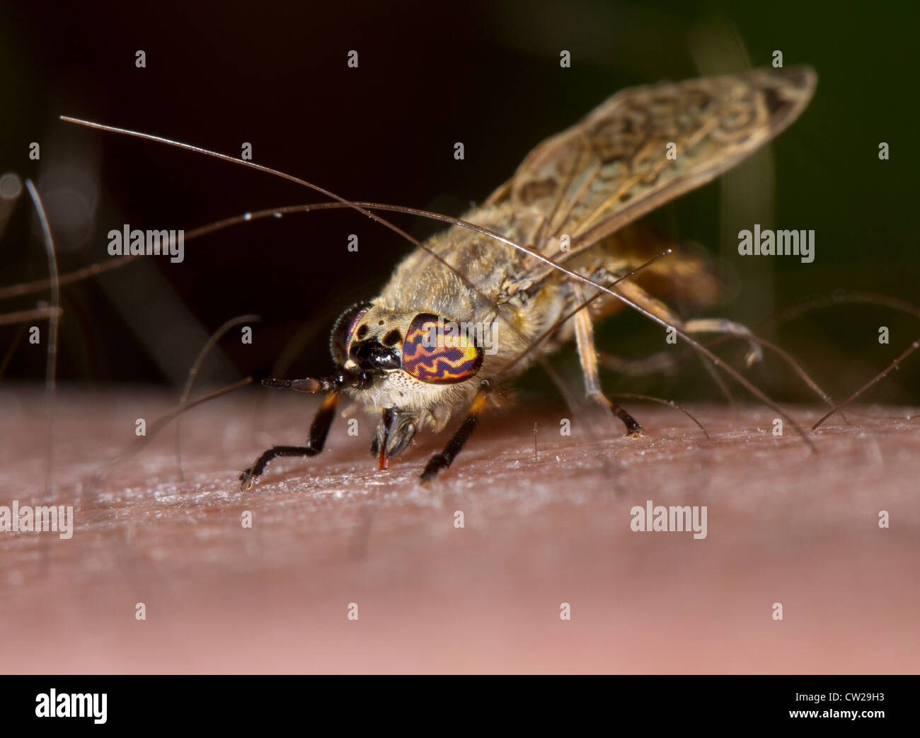 Weibliche gemeinsame Pferdebremse, Cleg oder Kerbe-gehörnte Cleg-Fly (Haematopota Pluvialis) beißen Menschenhaut, in diesem Fall der Fotograf Stockfoto