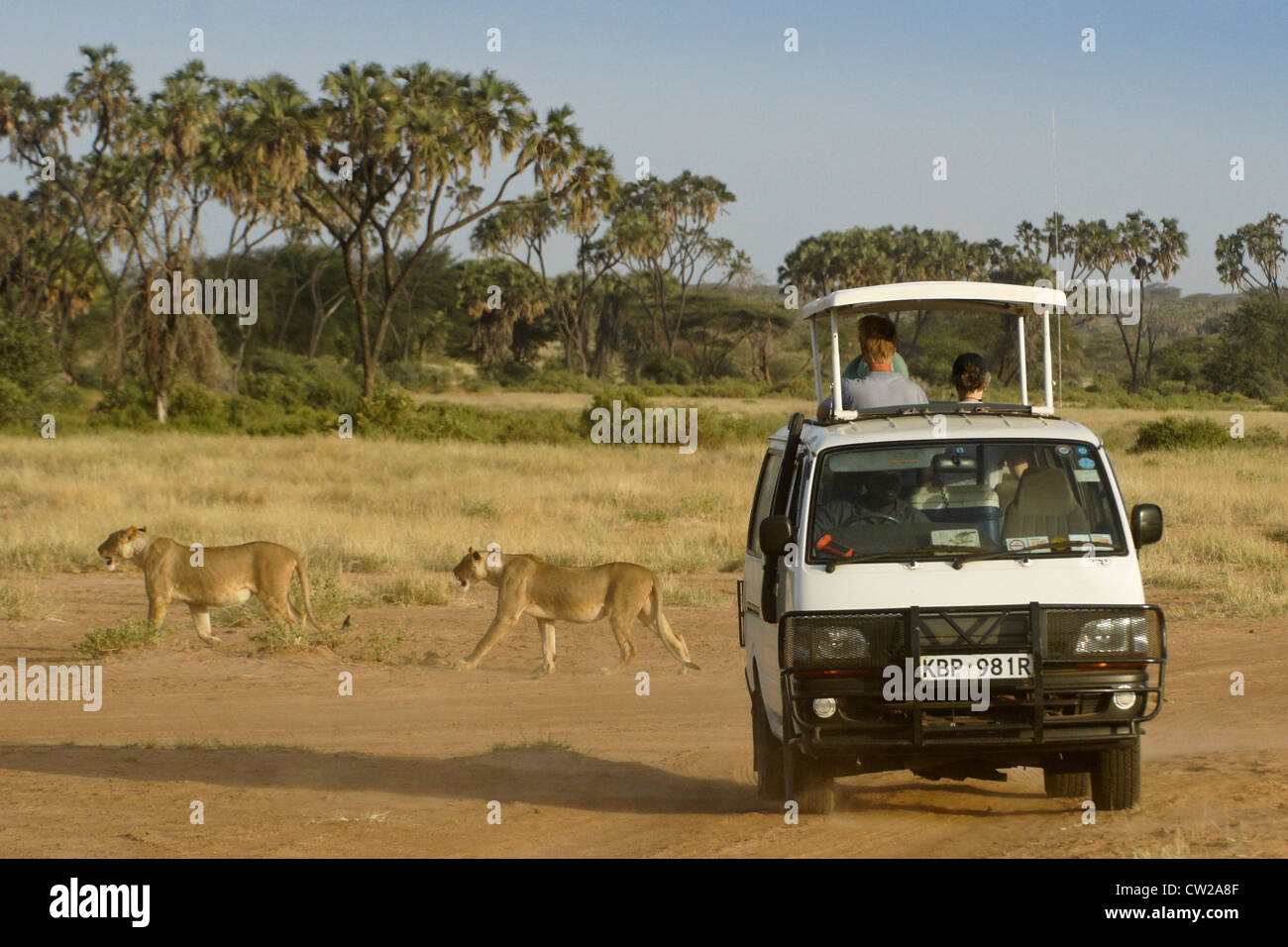 Touristen auf Safari beobachten Löwen, Samburu, Kenia Stockfoto