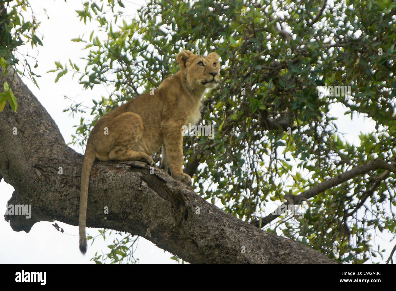 Löwenjunges (Moja) sitzt im Baum, Masai Mara, Kenia Stockfoto