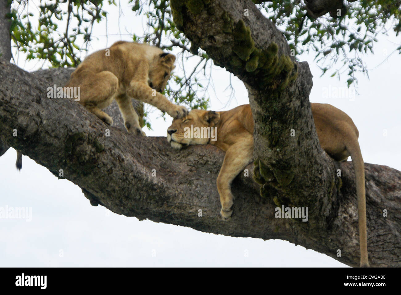 Löwin (Tamu oder Nyota) und Cub (Moja) im Baum, Masai Mara, Kenia Stockfoto