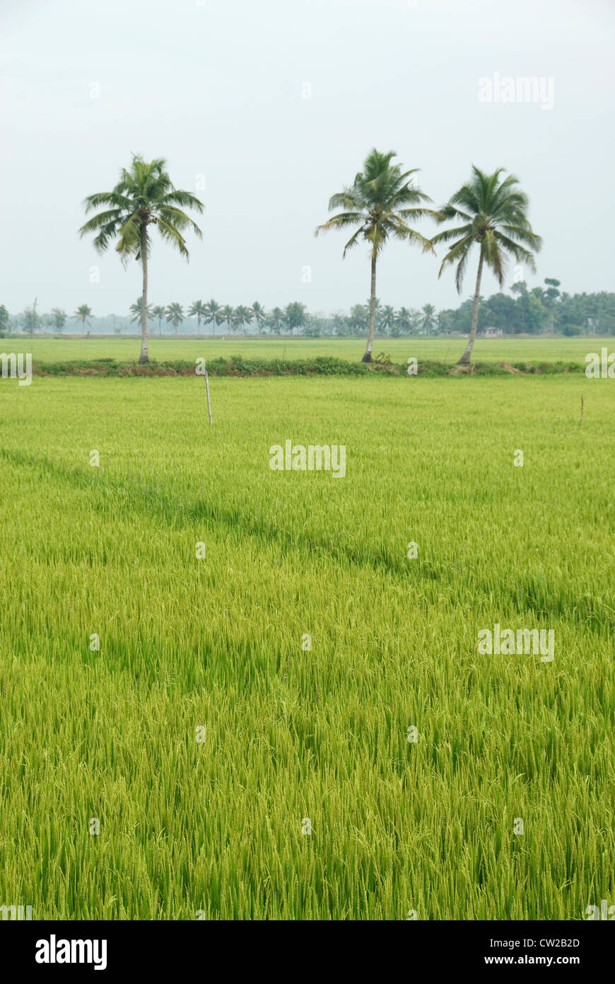 Reisfeld in Kerala mit Kokospalmen im Hintergrund - Alappuzha. Stockfoto