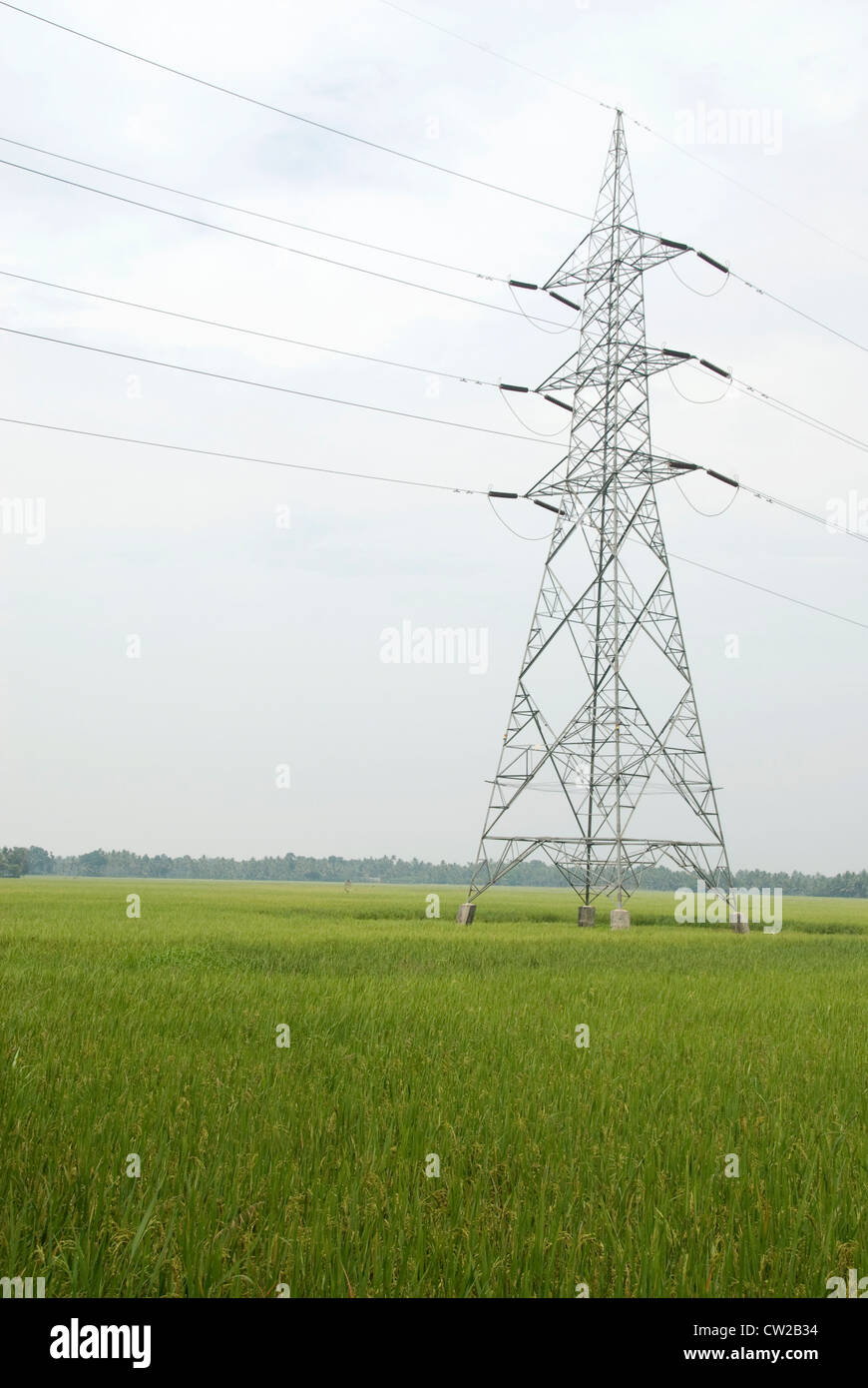 Electric Tower quer Reisfeld in Alappuzha, Kerala Stockfoto
