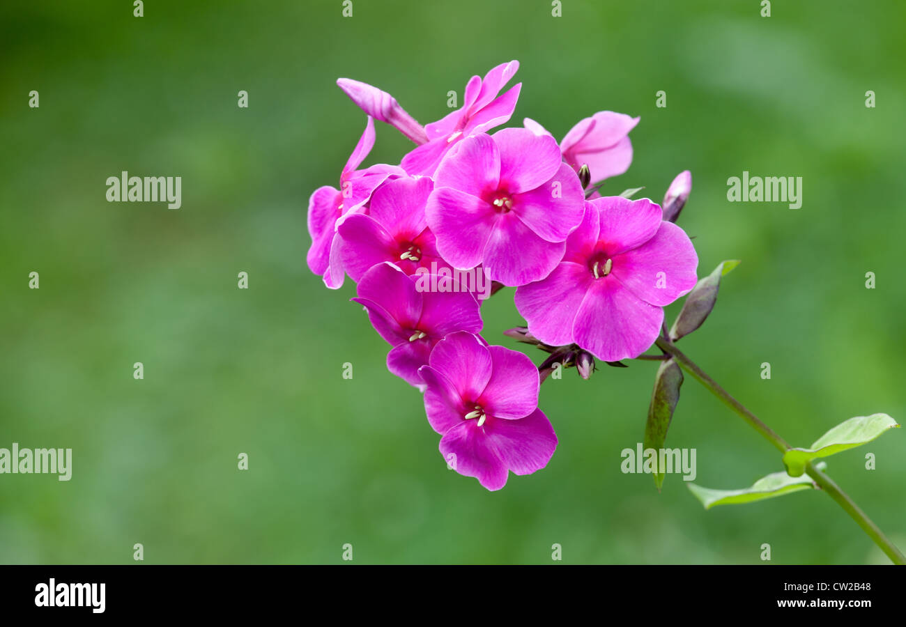 Blühende hell rosa Phlox Blumen in einem Garten Stockfoto