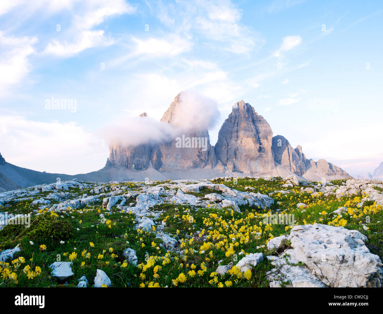 Wiese der wachsenden Wildblumen, Tre Cime di Lavaredo, Sexten, Dolomiten, Dolomiten Stockfoto