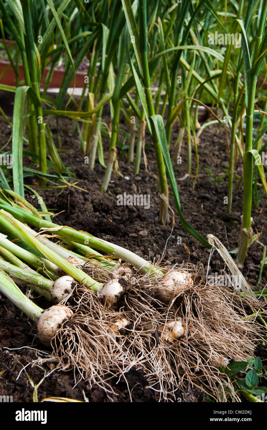 Bio-Knoblauch in Shropshire Garten geerntet Stockfoto