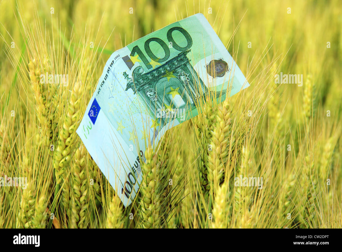 Euro Papier Geld in einem Korn Stockfoto