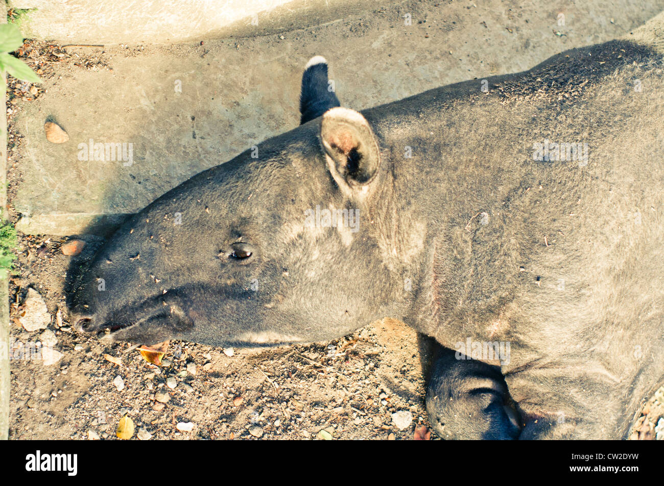 Malaiische oder asiatischer Tapir in Gefangenschaft. Foto ist im Zoo von Sumatra, Indonesien. Stockfoto