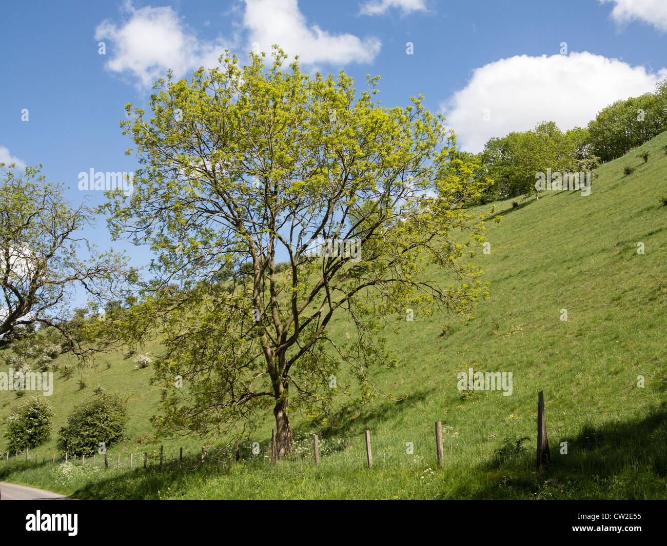 Esche in Blatt im trockenen Tal kommen auf den Yorkshire Kreide Wolds UK Stockfoto