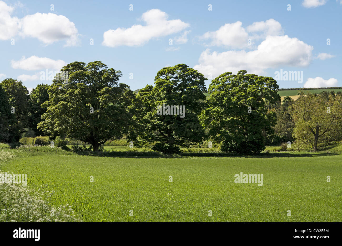 3 Bäume am Thixendale Yorkshire Wolds, die von David Hockney gemalt worden sein Stockfoto