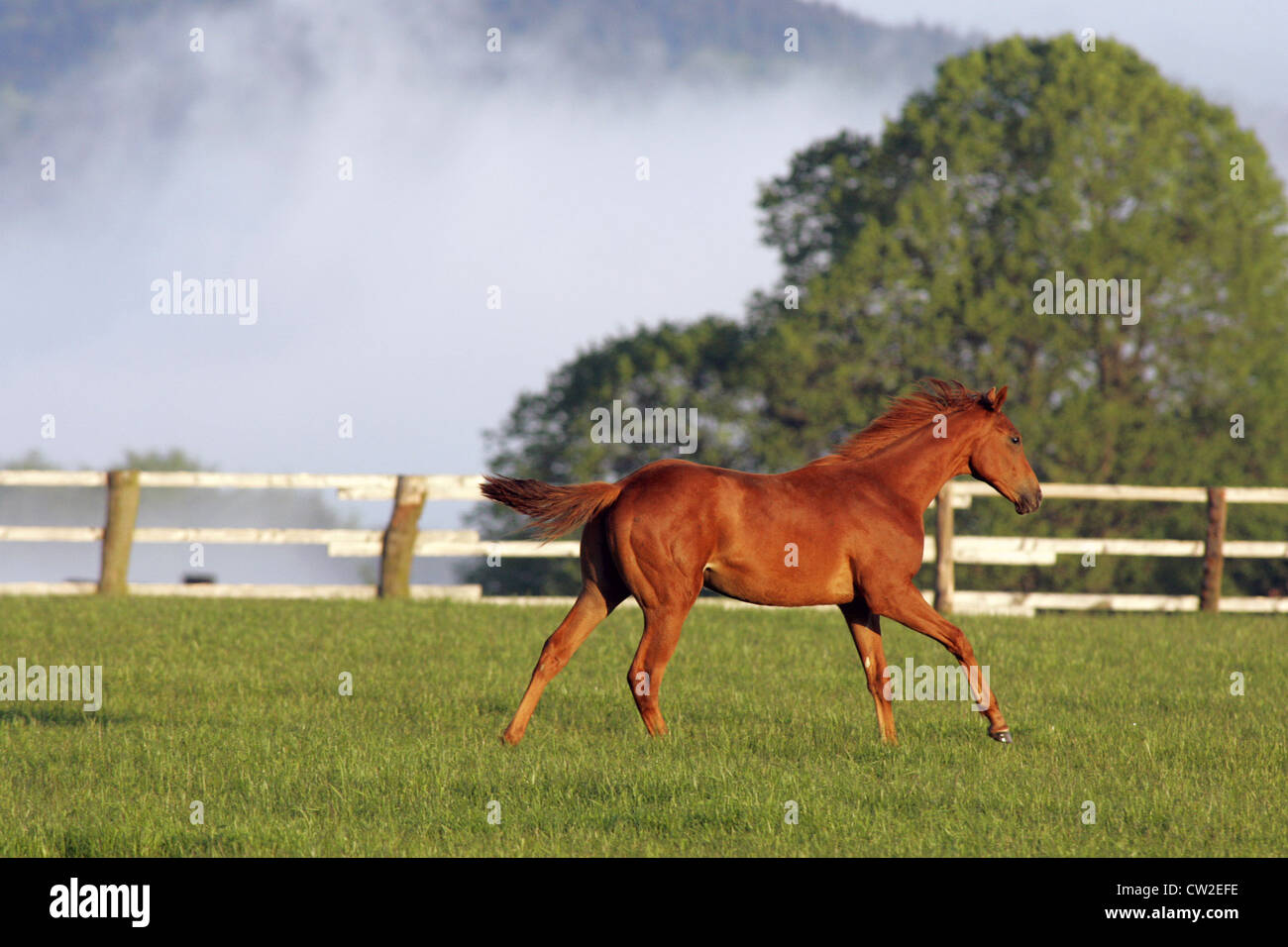 Pferd am Morgen der Kupplung Stockfoto