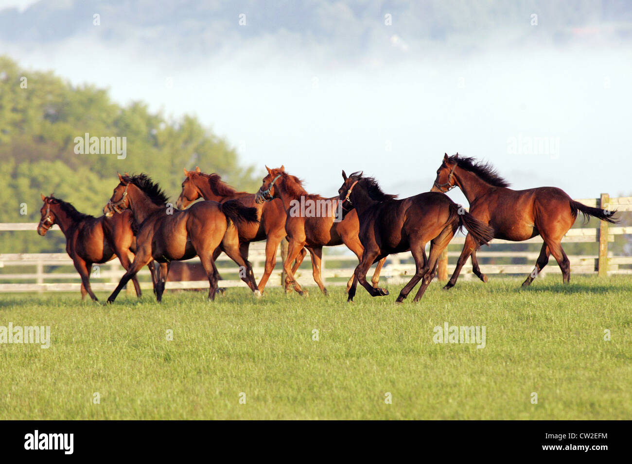 Pferde am Morgen im Fahrerlager Stockfoto