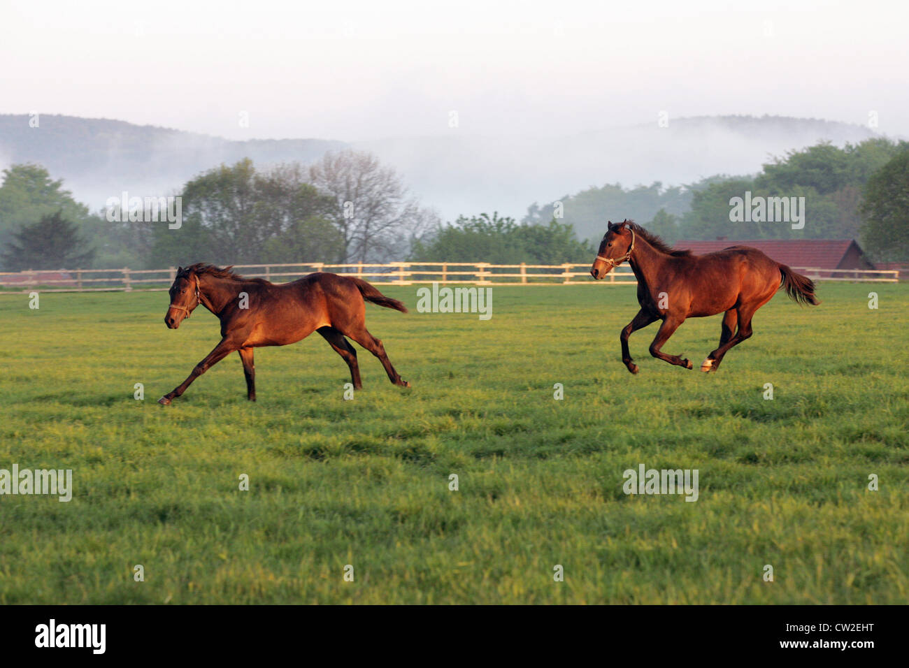 Pferde am Morgen im Fahrerlager Stockfoto