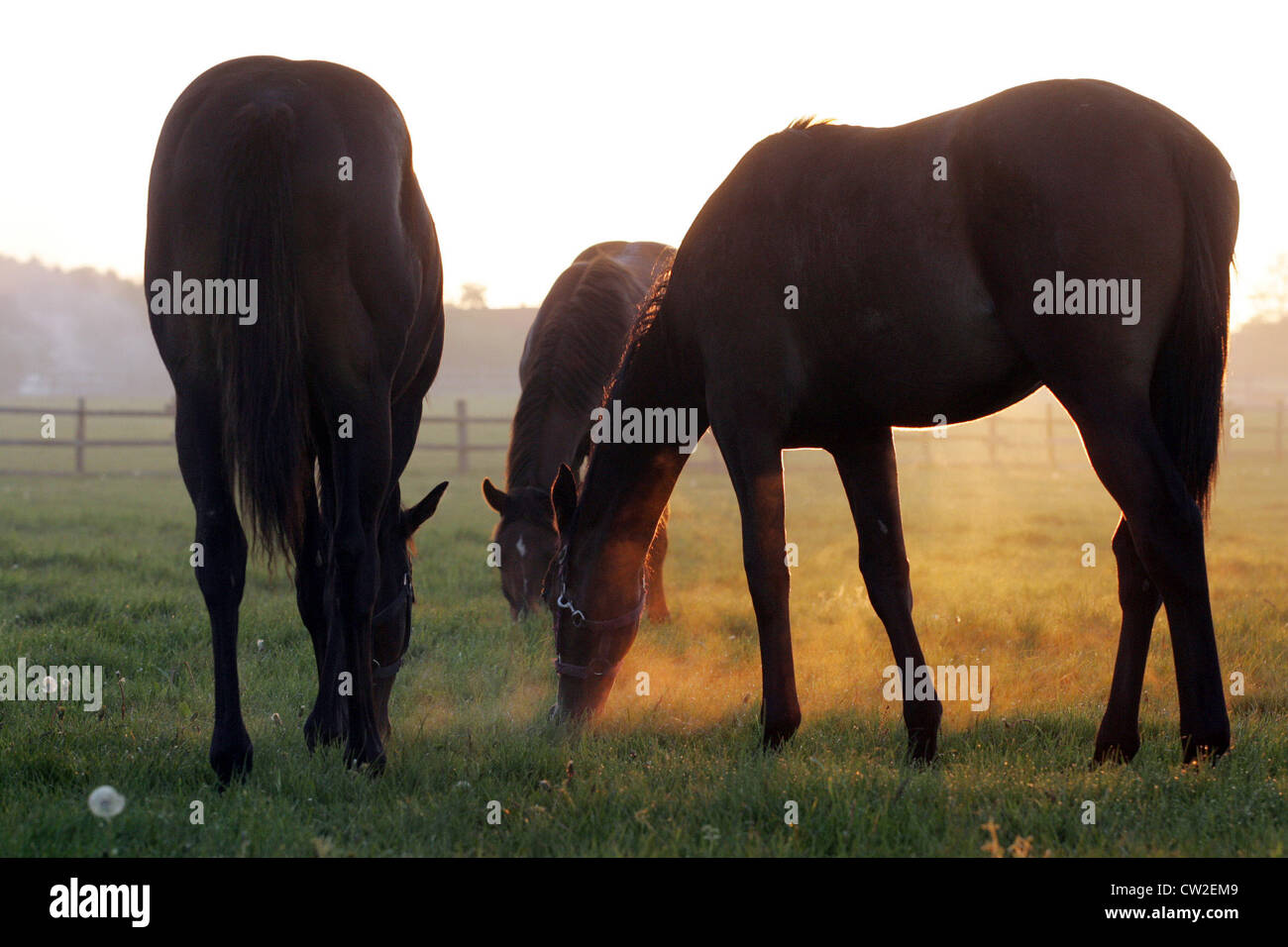 Pferde am Morgen im Fahrerlager Stockfoto