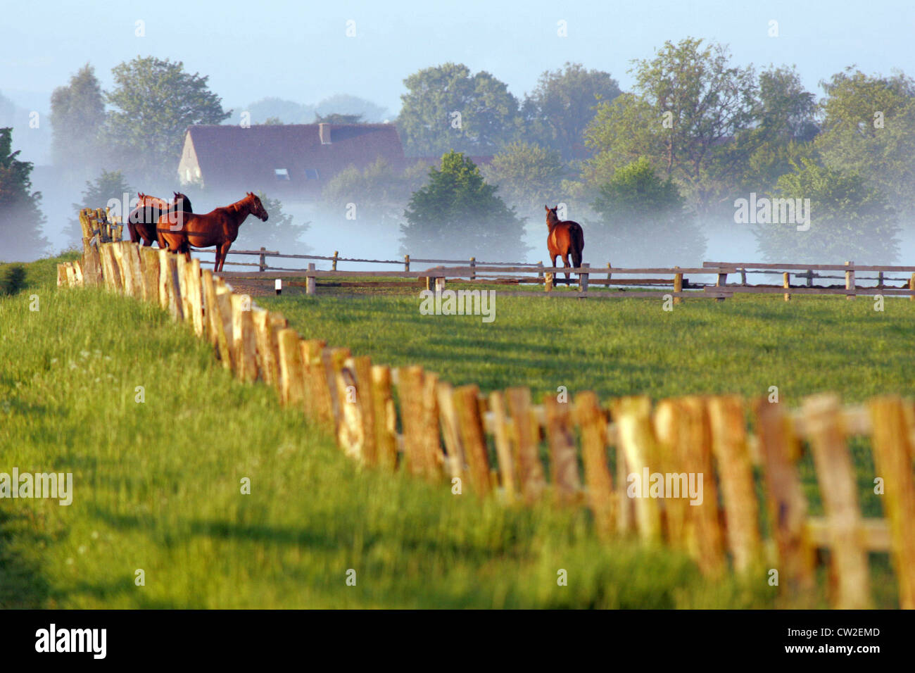 Pferde am Morgen im Fahrerlager Stockfoto