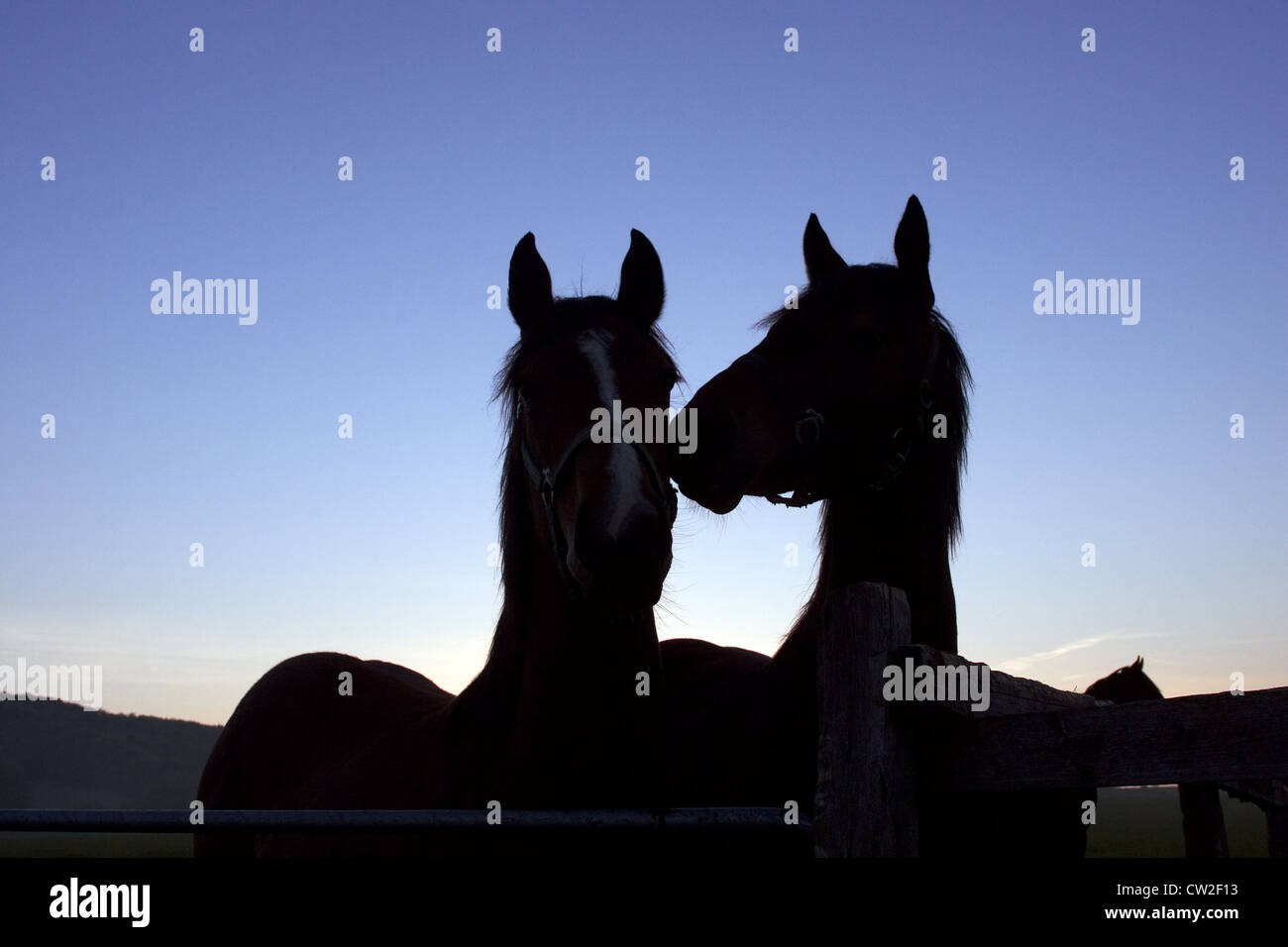 Symbol, Pferde morgens im Fahrerlager Stockfoto