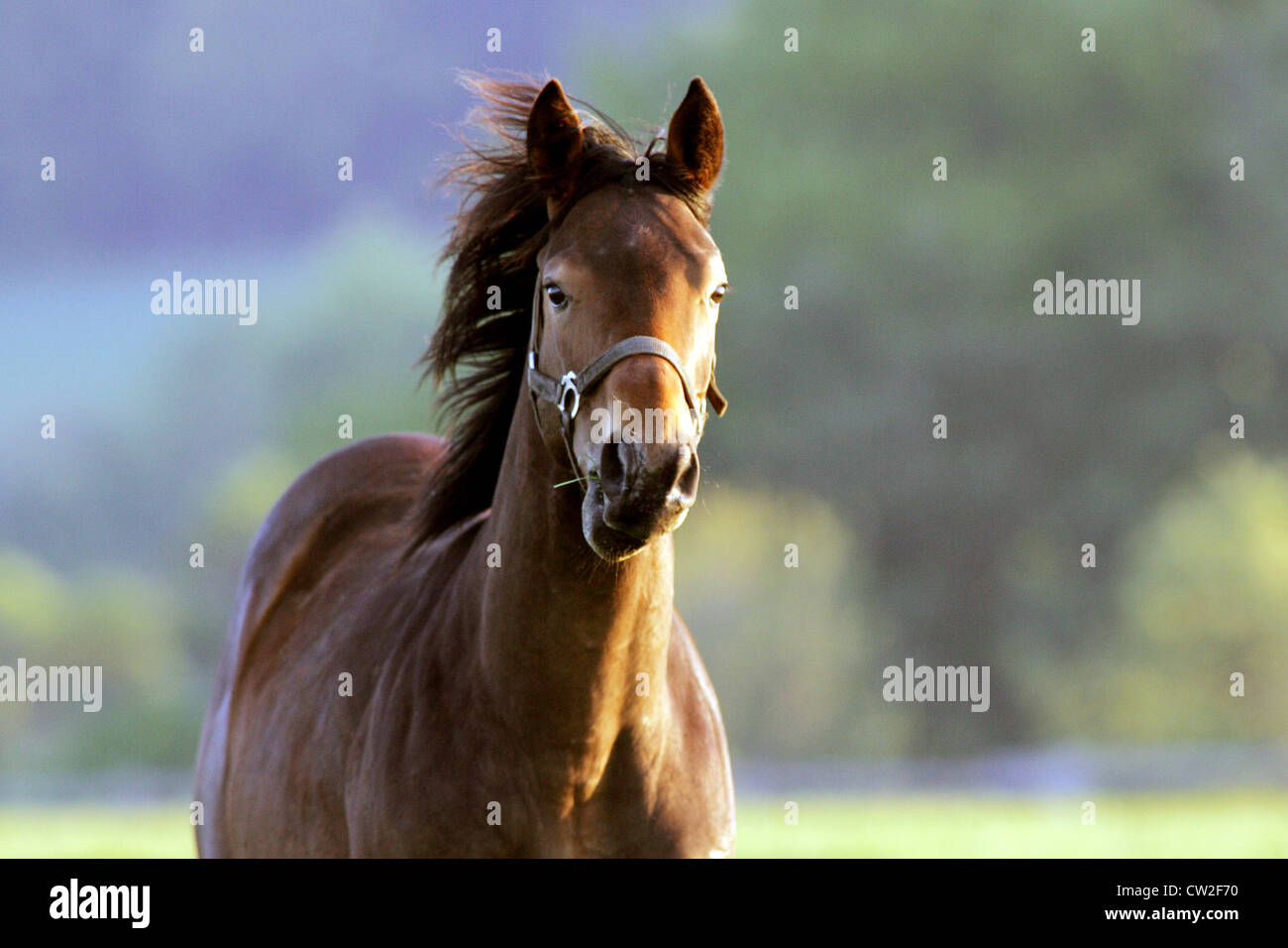 Porträt von einem Pferd auf der Koppel Stockfoto