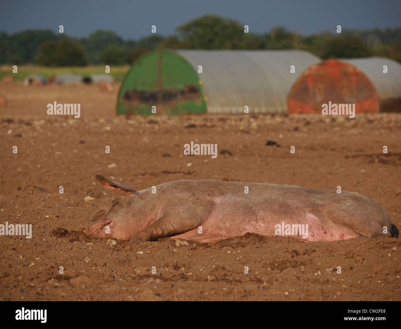 Schwein liegend schlafen im Schlamm Stockfoto