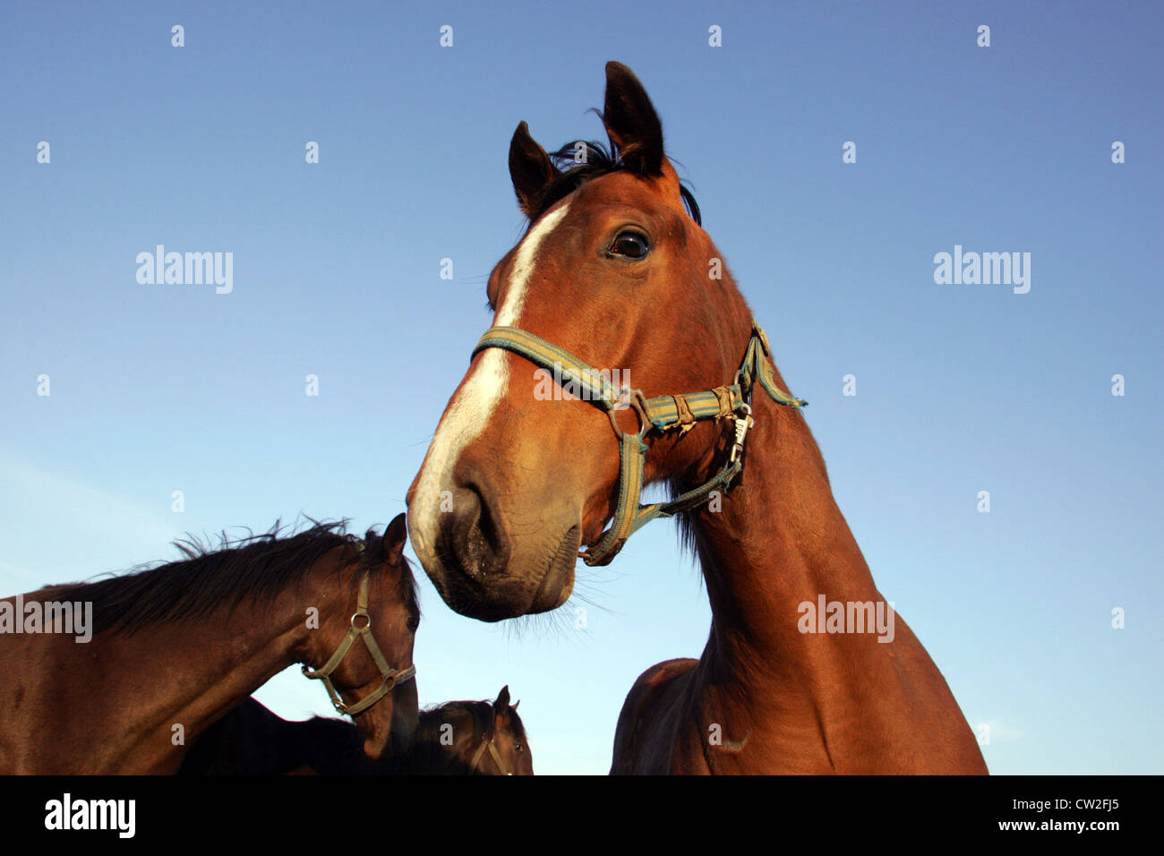 Pferde auf der Koppel Stockfoto